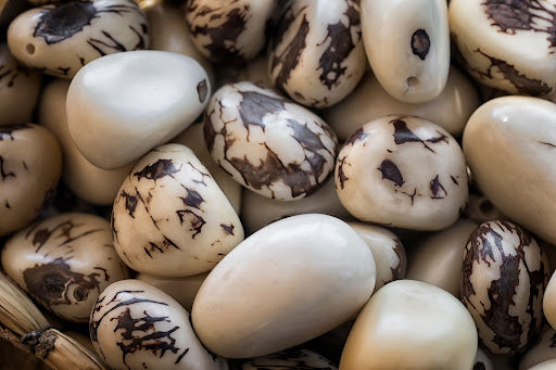 dried tagua nuts ready to be made into Tagua By Soraya Cedeno